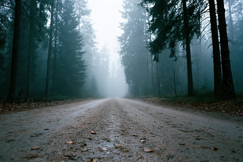 Dirt road receding into foggy forest flanked by tall pine trees