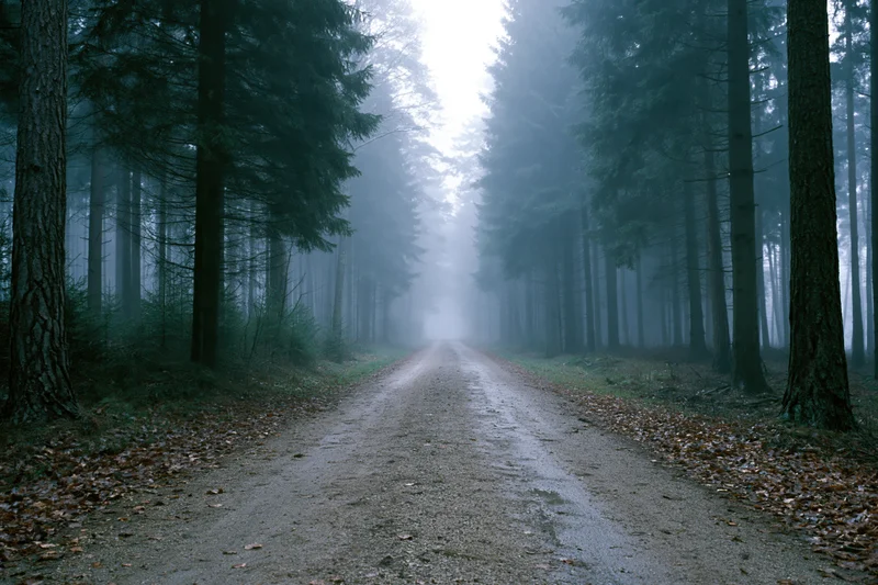 Dirt road receding into foggy forest lined with tall pine trees