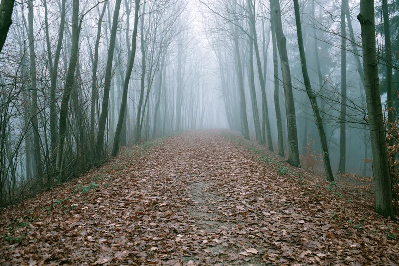 Forest path covered in fallen brown leaves leading through bare trees in foggy woodland