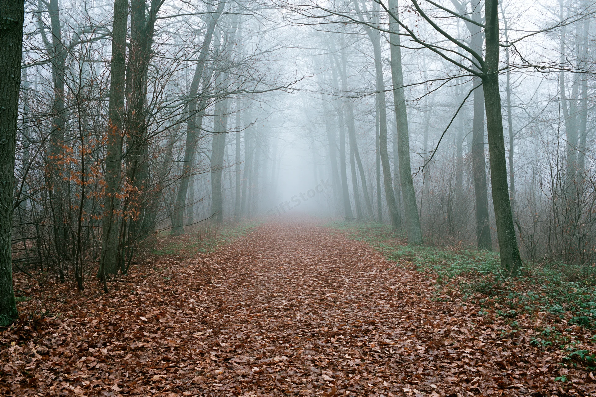 Forest path covered in fallen brown leaves leading into foggy trees