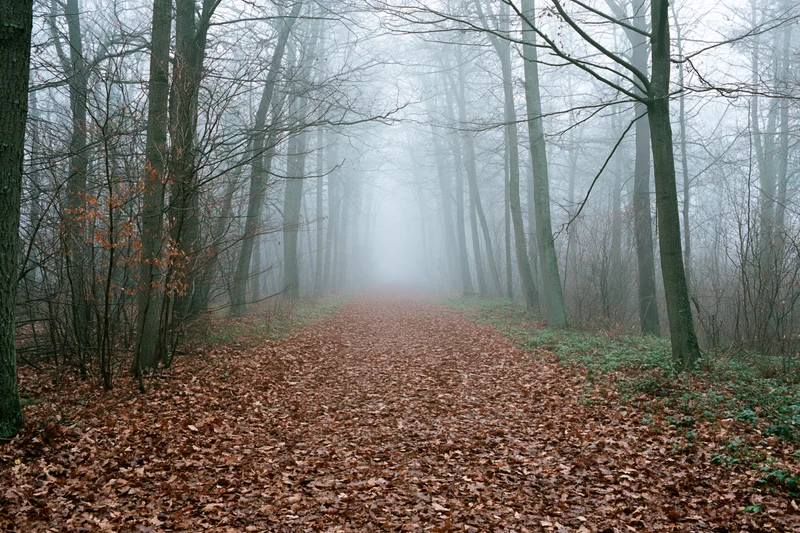 Forest path covered in fallen brown leaves leading into foggy trees