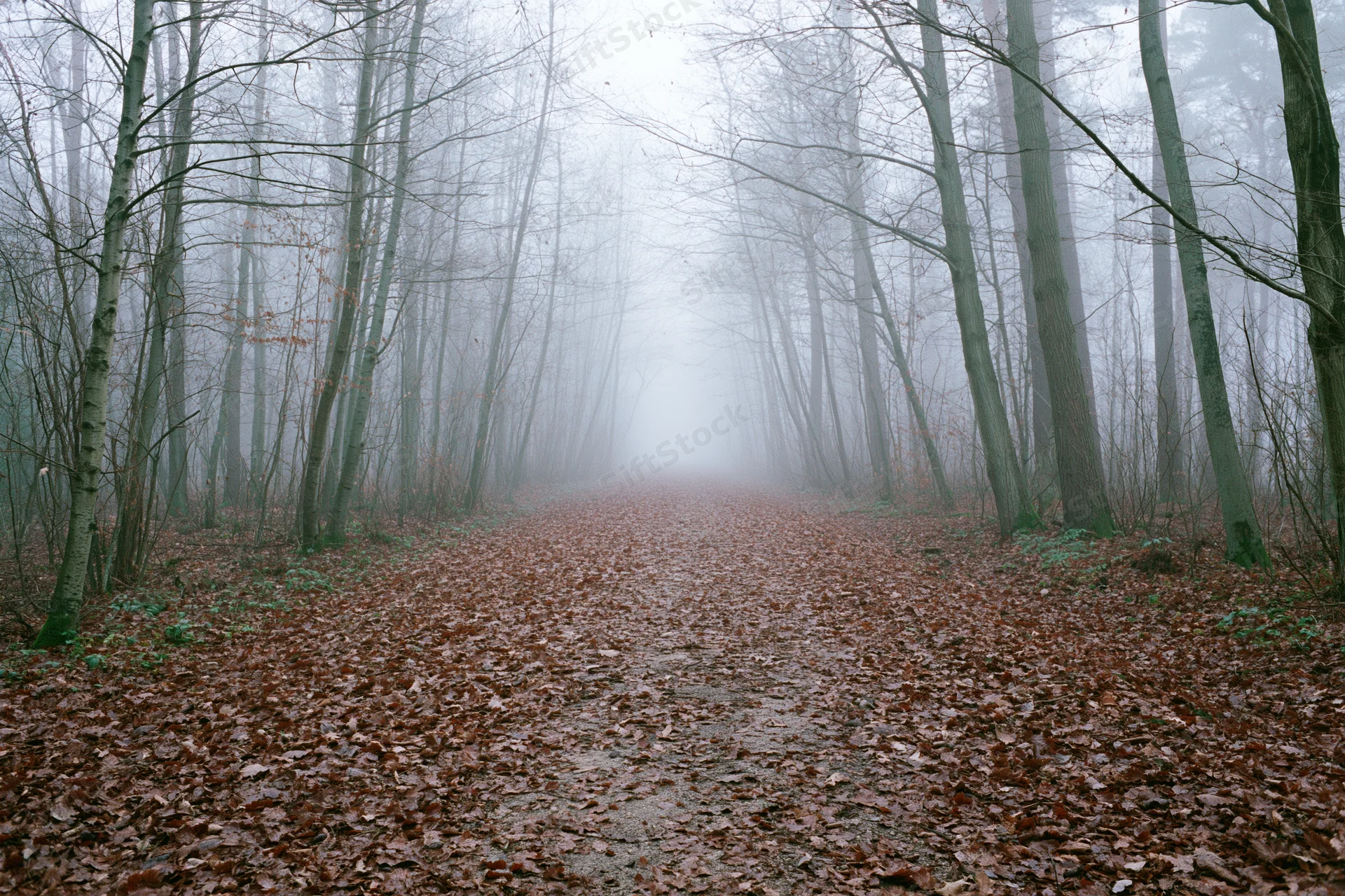Foggy forest path covered in brown fallen leaves leading into misty distance