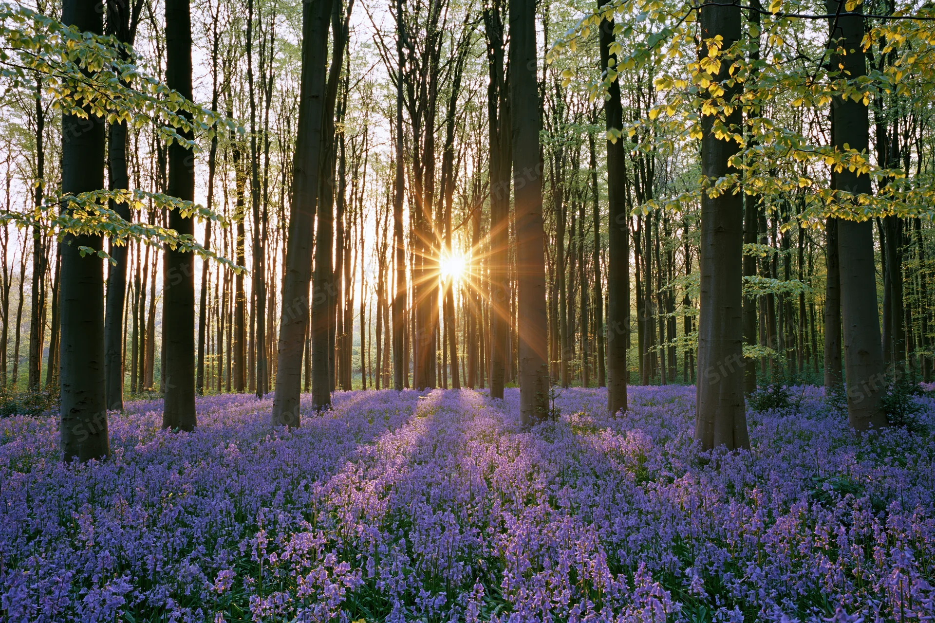 Sunlight streaming through tall trees over a carpet of purple bluebells in a spring woodland