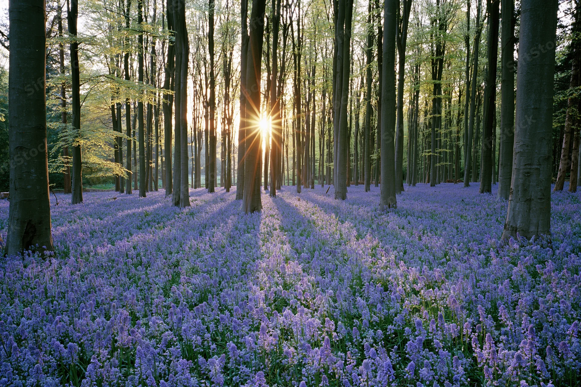 Sunlight streaming through tall trees over a carpet of purple bluebells in a spring woodland