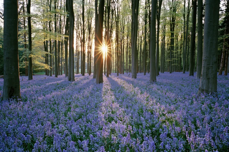 Sunlight streaming through tall trees over a carpet of purple bluebells in a spring woodland