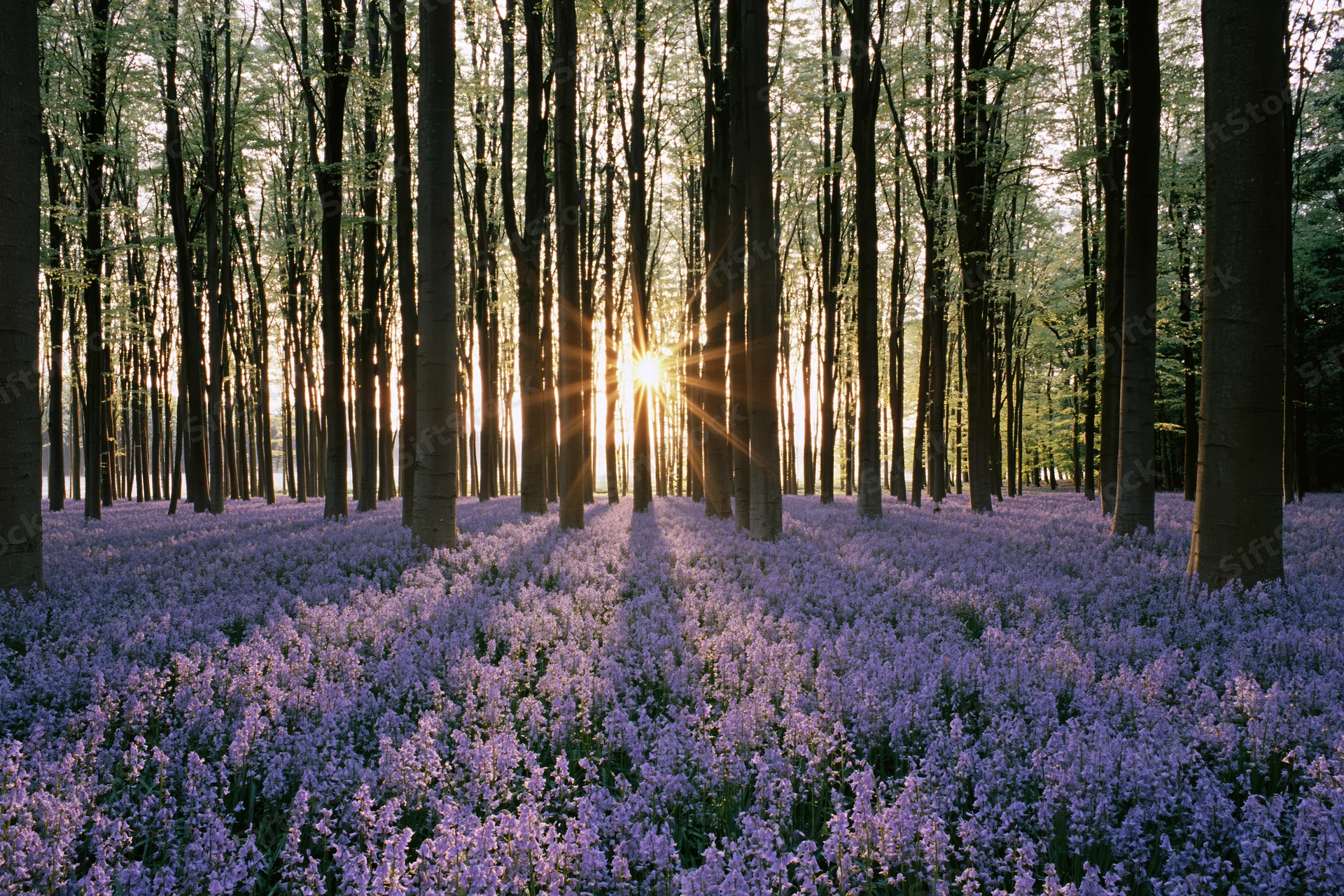 Sunlight streaming through tall trees over a carpet of purple bluebells in a spring woodland