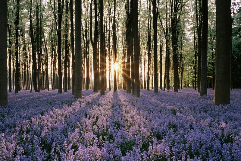 Sunlight streaming through tall trees over a carpet of purple bluebells in a spring woodland
