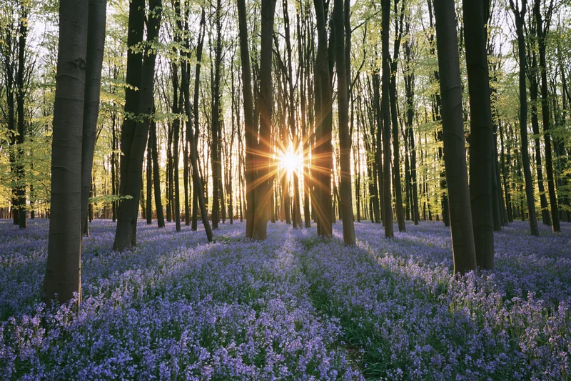 Sunlight shining through tall trees over a carpet of purple bluebells in a spring woodland