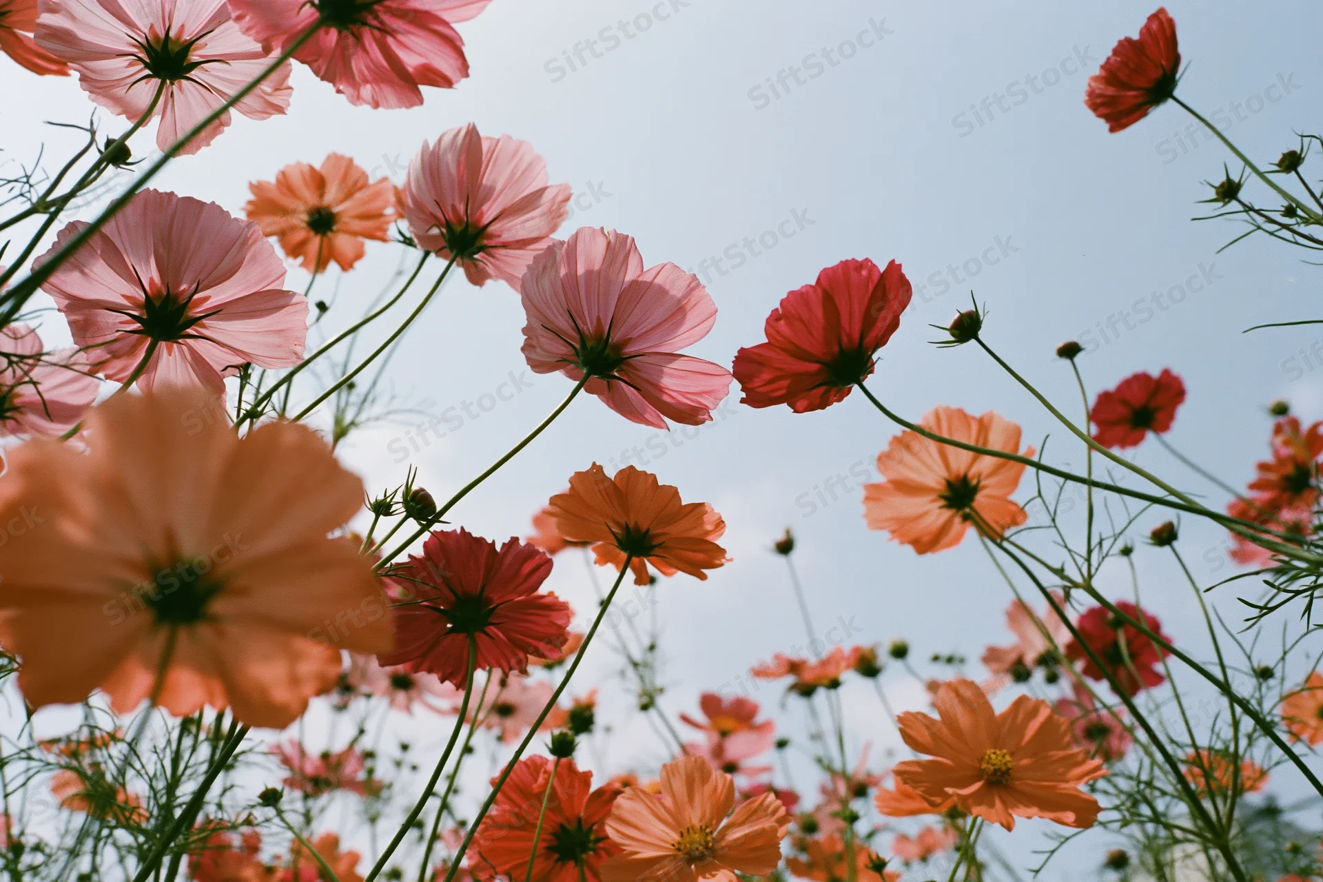 Cosmos flowers blooming in a field against a blue sky