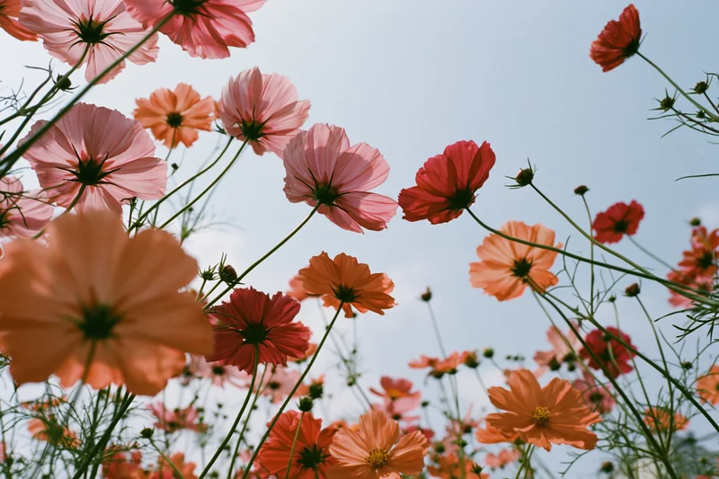 Cosmos flowers blooming in a field against a blue sky