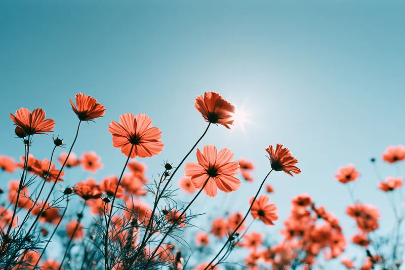 Cosmos flowers blooming in a field under a bright blue sky with sun flare