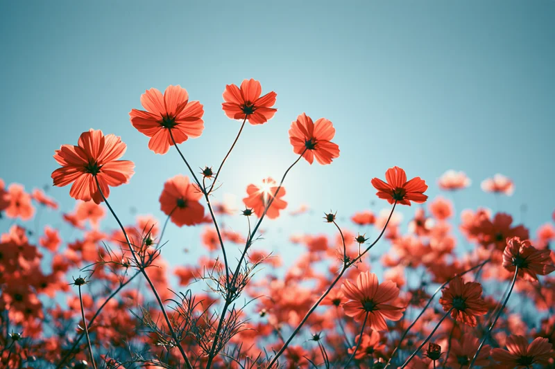 Cosmos flowers blooming in a field under a blue sky with sunlight filtering through petals