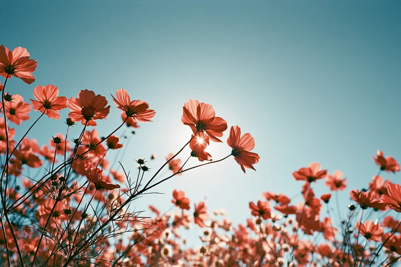 Cosmos wildflowers blooming in a field under a clear blue sky with sunlight filtering through petals