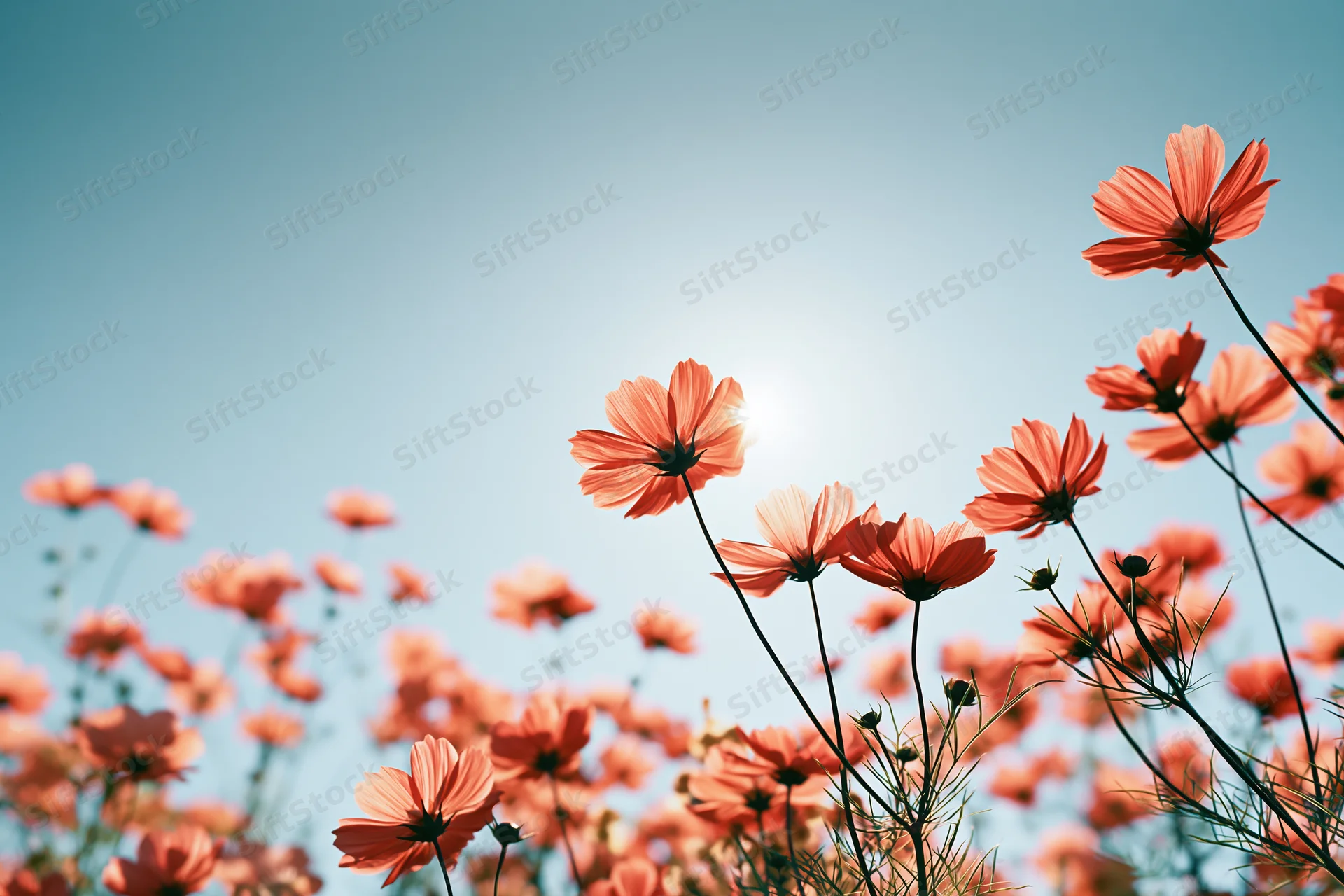 Cosmos wildflowers blooming in a field under a bright blue sky with sun shining through petals