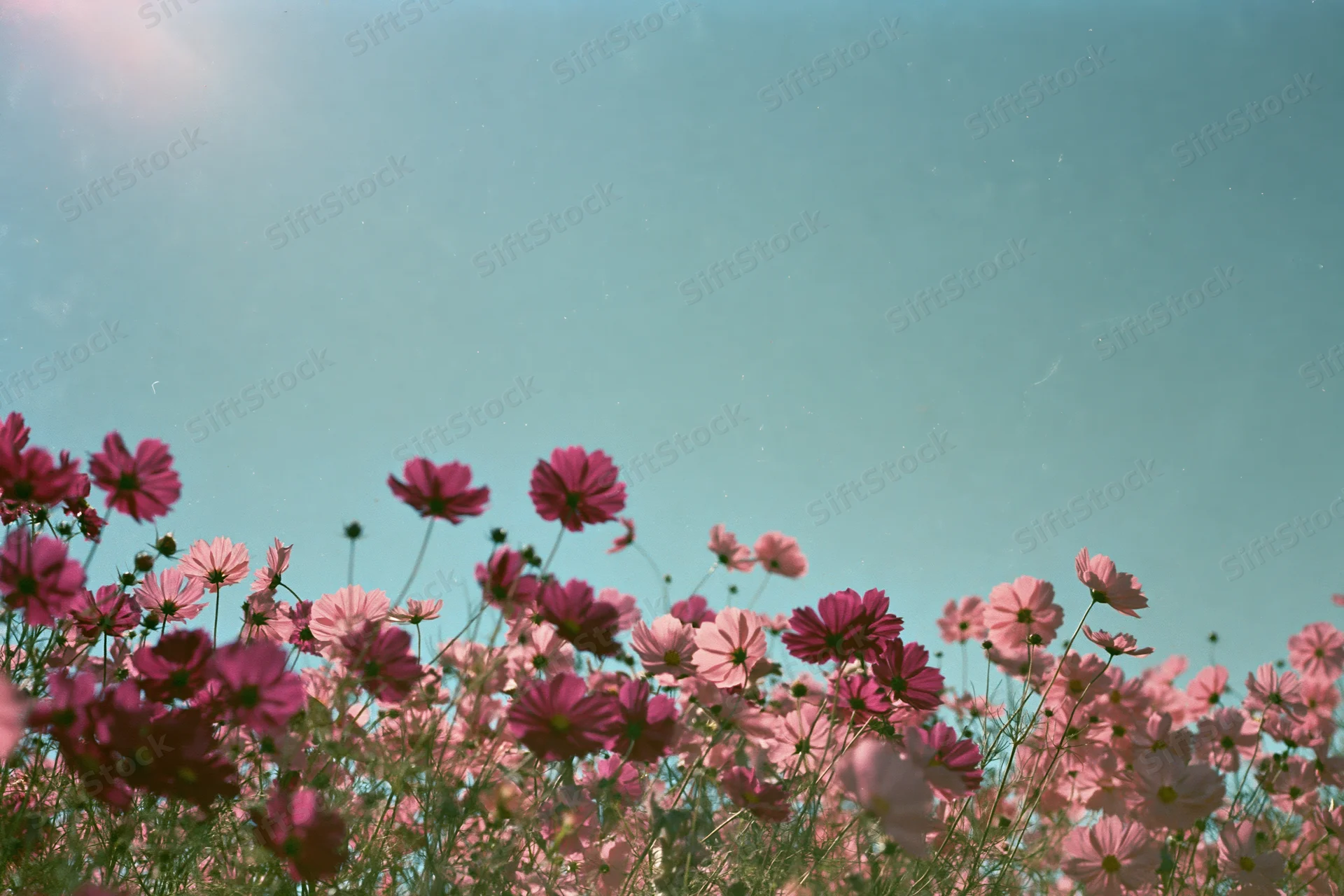 Low-angle view of pink cosmos flowers blooming in a field under a blue sky