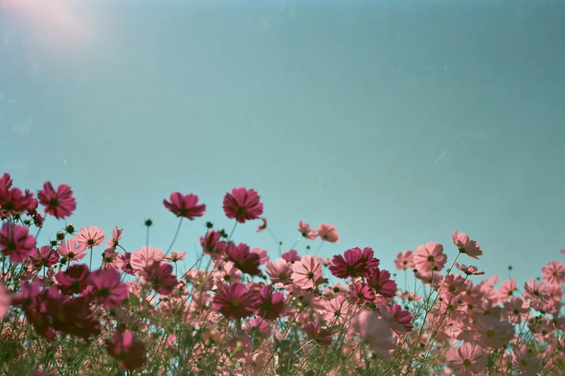 Low-angle view of pink cosmos flowers blooming in a field under a blue sky