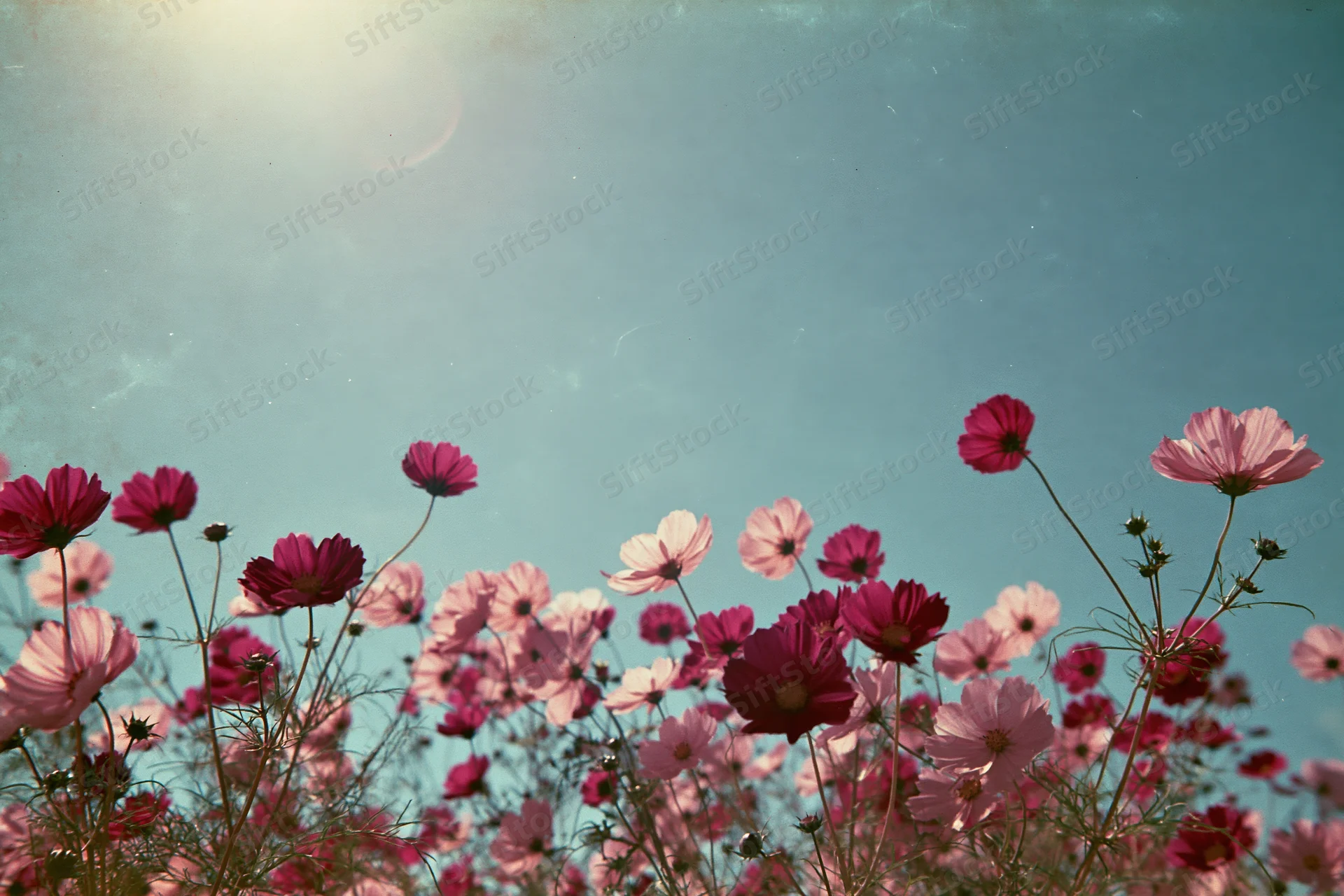 Pink cosmos flowers blooming in a field viewed from below against a blue sky