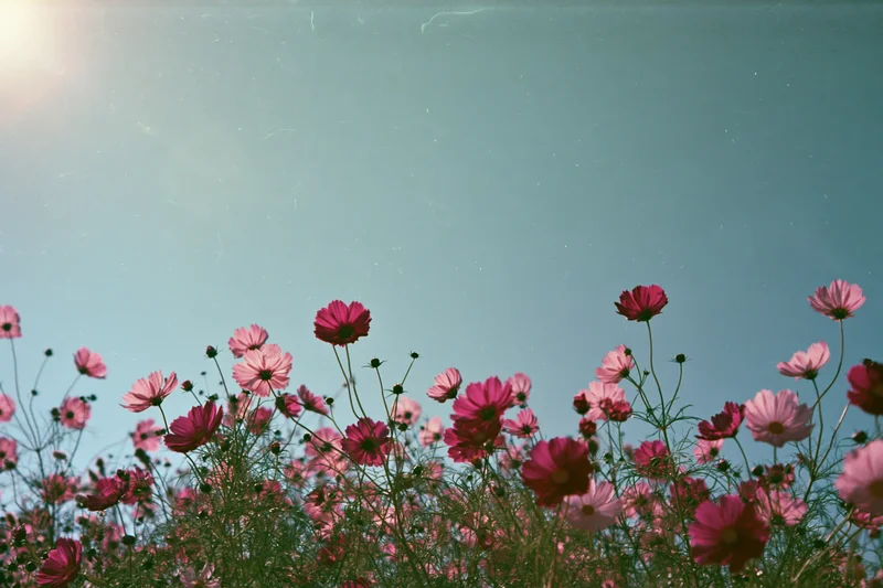 Pink cosmos flowers blooming in a field viewed from low angle against a blue sky