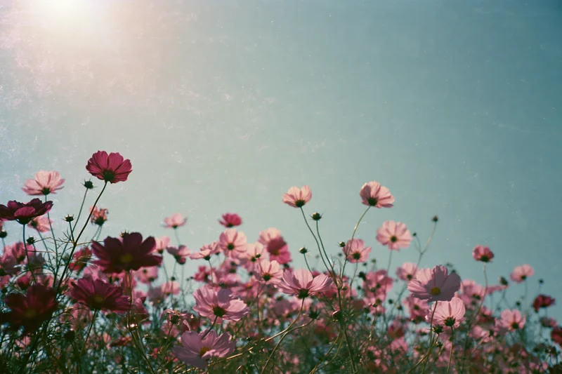 Low-angle view of pink cosmos flowers blooming in a field under a blue sky