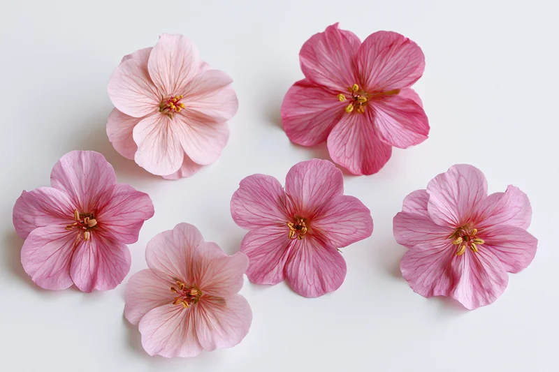 Five pink geranium flowers scattered at various angles on white background