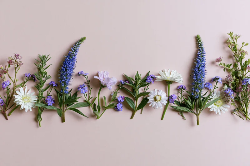 Mixed wildflowers arranged in a row along the bottom edge of a soft pink surface