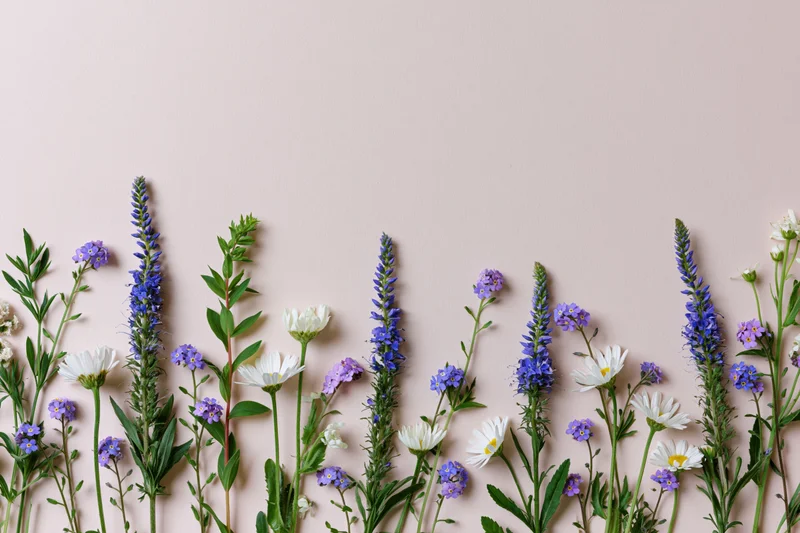 Flat lay of mixed wildflowers arranged along the bottom edge on a soft pink background