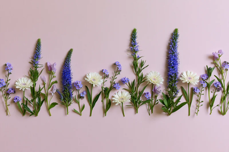 Mixed wildflowers arranged in a row along the bottom edge on a pink background