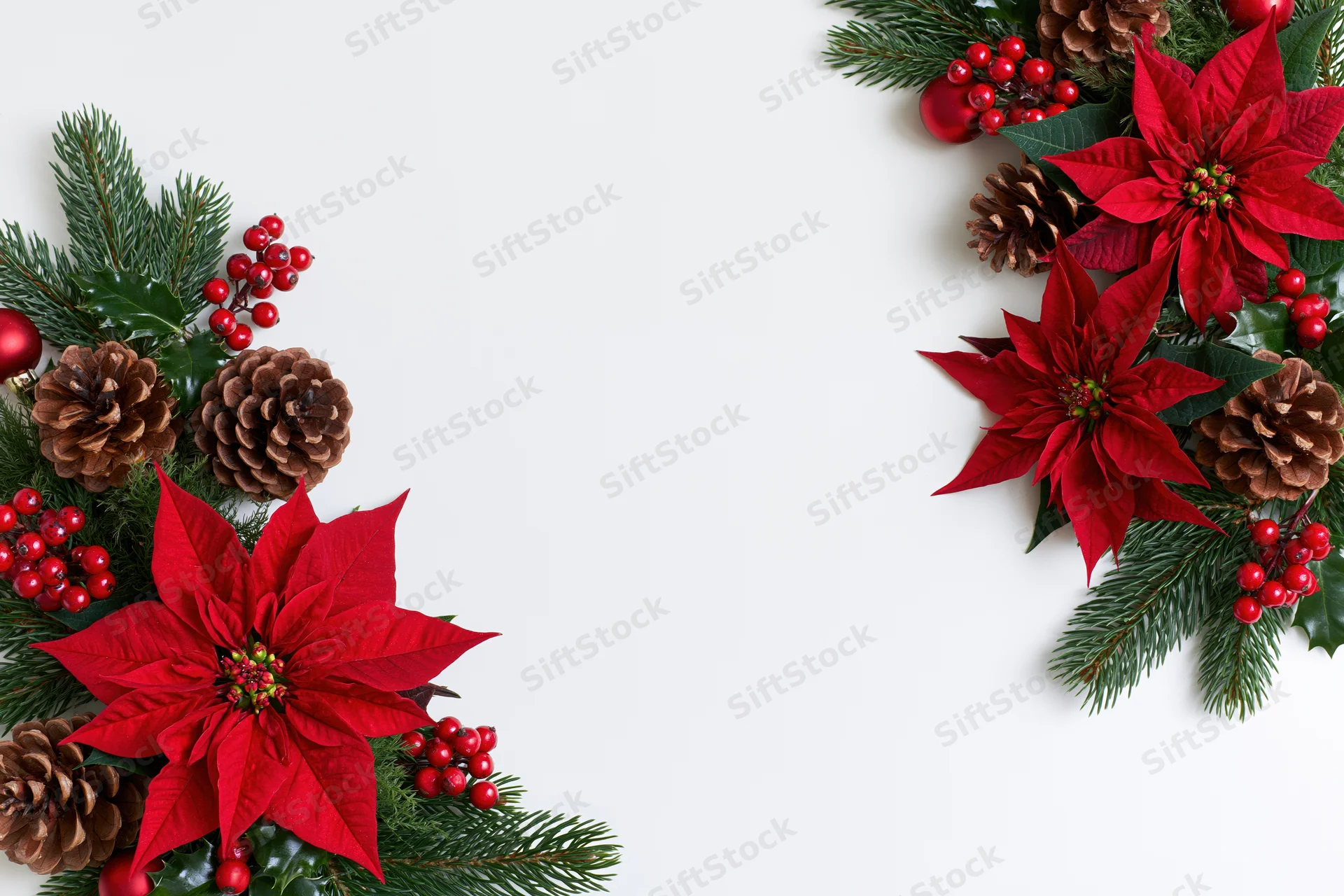 Poinsettia and evergreen branches with pinecones and berries arranged in corner border on white background