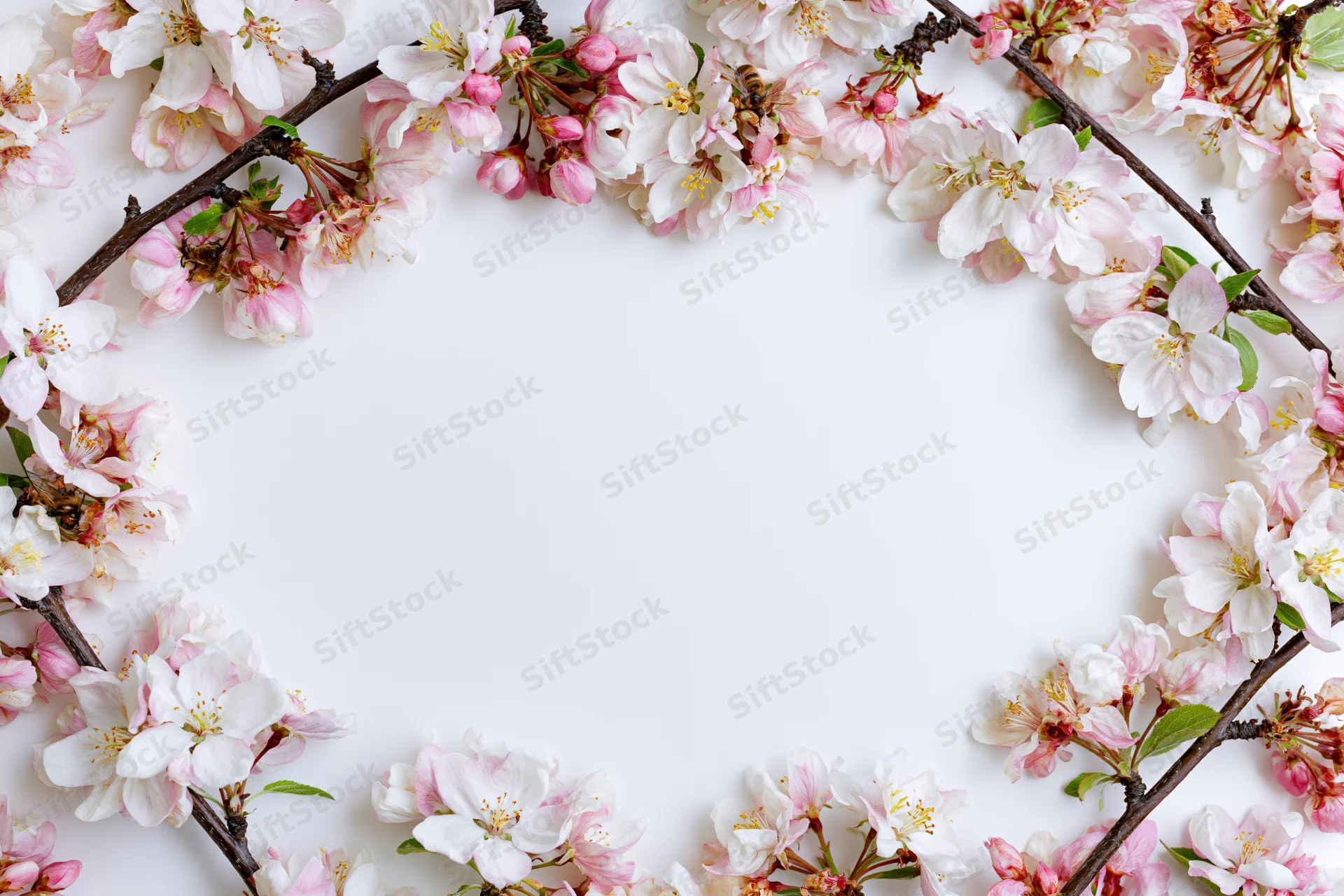 Cherry blossom branches arranged in a border frame on white background with copyspace