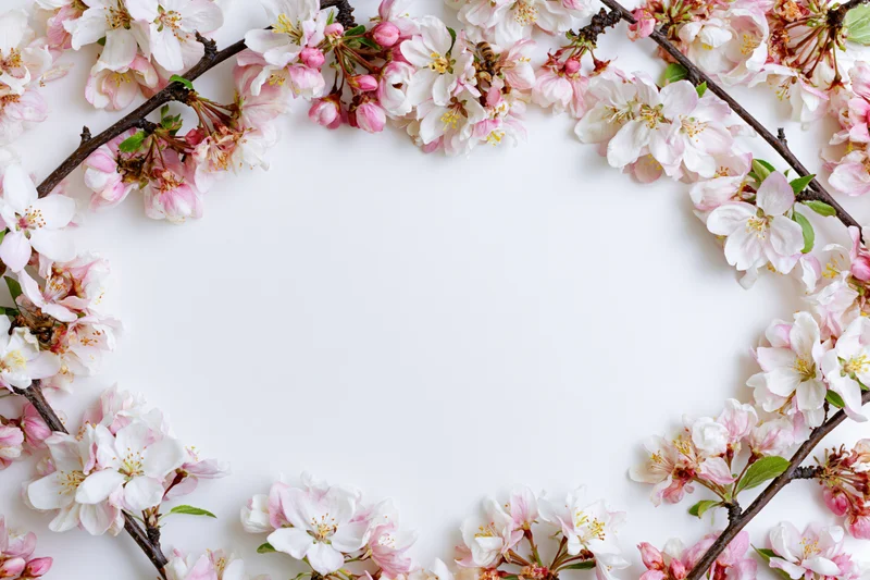 Cherry blossom branches arranged in a border frame on white background with copyspace