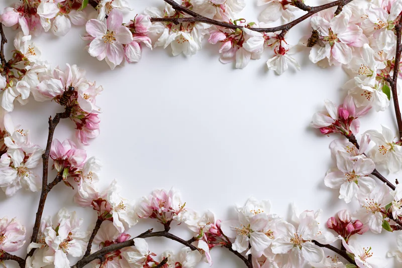 Cherry blossom branches arranged in a floral border frame on white background with central copyspace