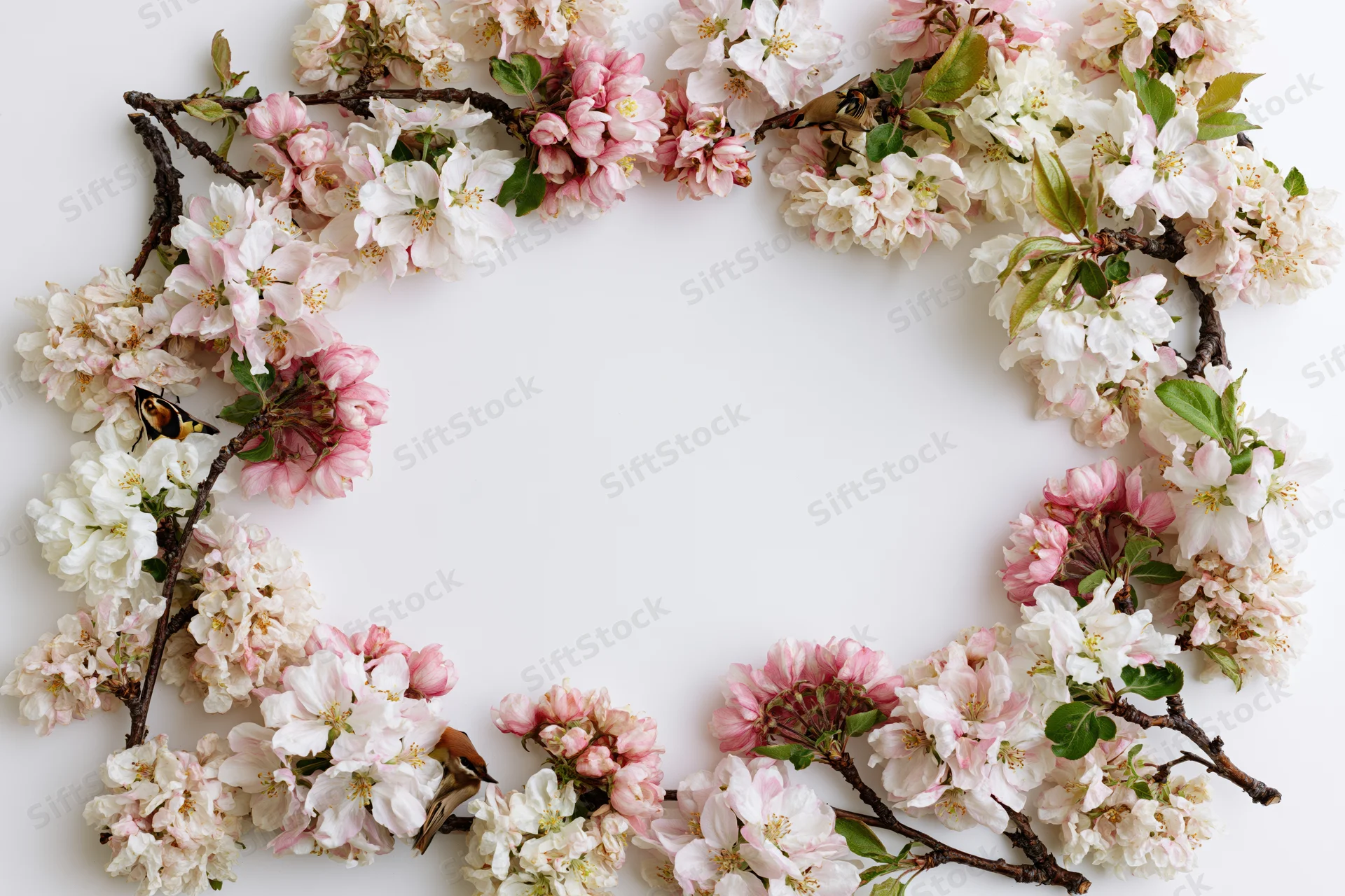 Cherry blossom branches arranged in a circular floral border on white background with copyspace