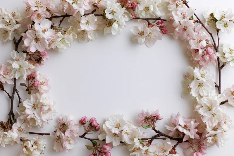 Cherry blossom branches arranged in a circular floral frame on white background with central copyspace
