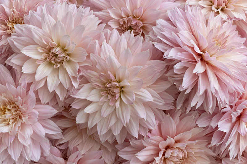Dense flat lay of pale pink dahlia blooms filling the frame