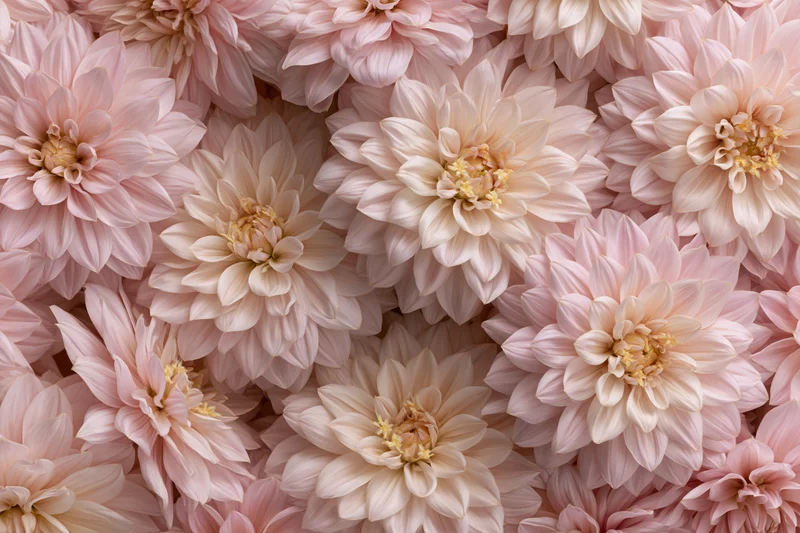 Dense flat lay of pale pink dahlia blooms arranged in overlapping layers