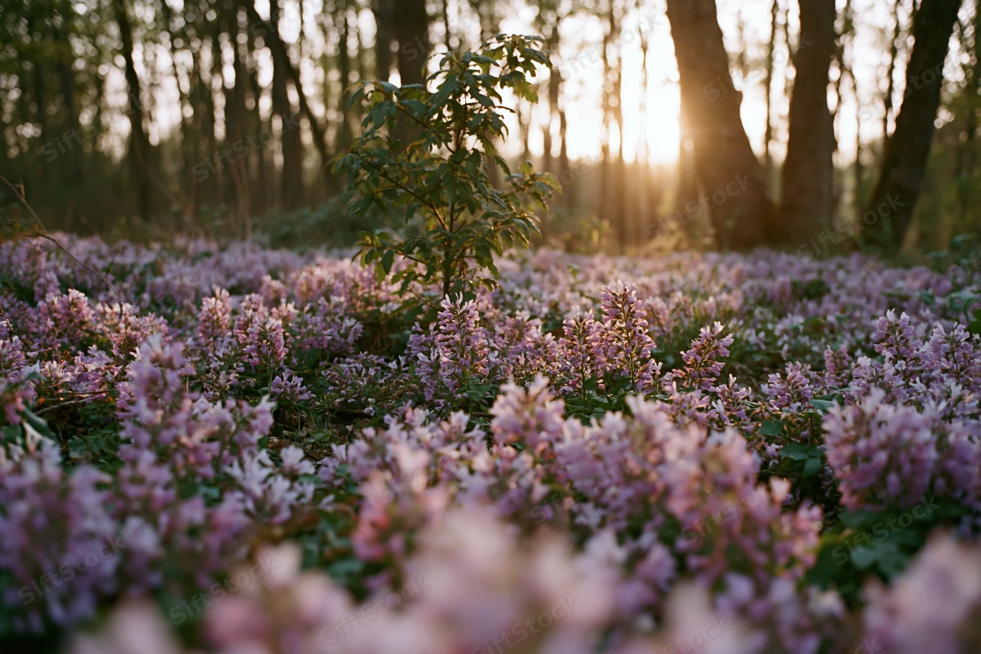 Purple wildflowers blooming densely across forest floor at sunrise