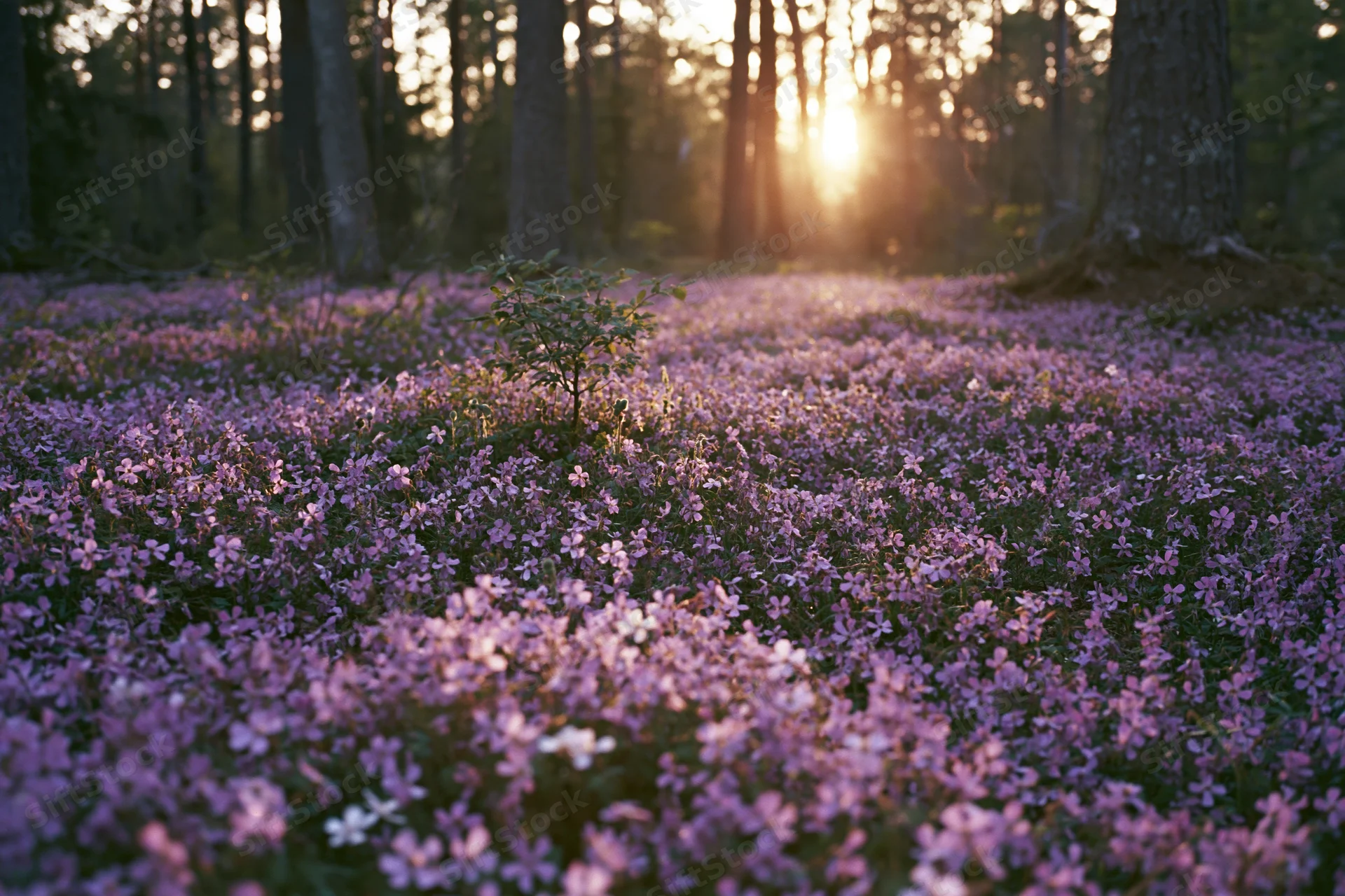 Dense purple wildflowers carpeting forest floor at sunrise with sunlight filtering through trees