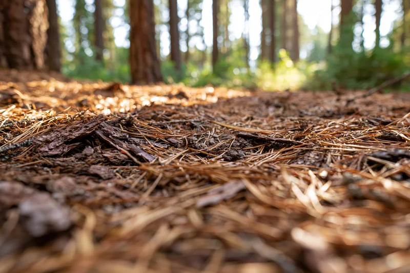 Forest floor close-up shot from ground level dry pine needles