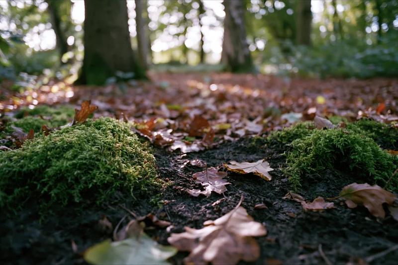 Moss patches and fallen leaves on forest floor in autumn