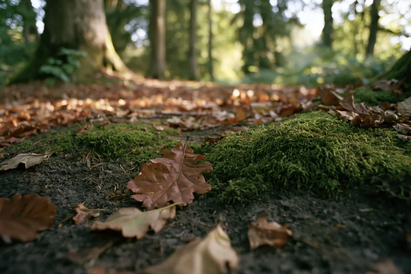 Moss patches and fallen leaves on forest floor with dappled sunlight filtering through trees