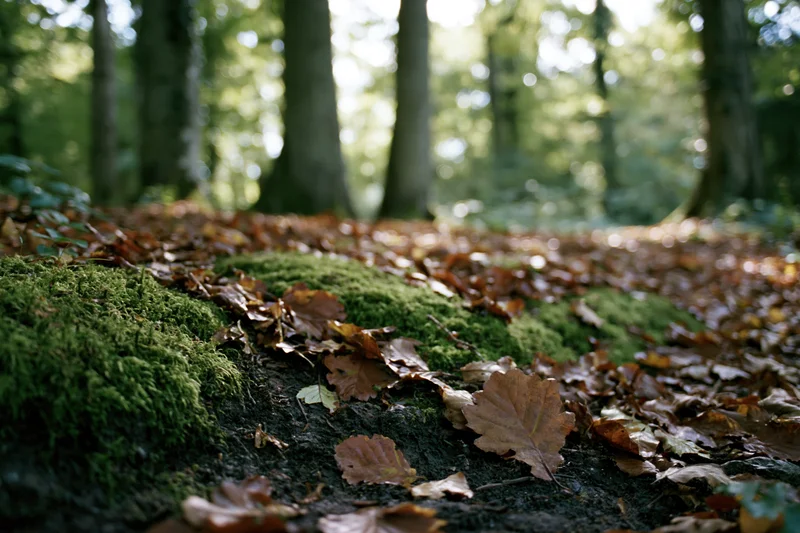 Moss-covered rocks and fallen leaves on forest floor in autumn