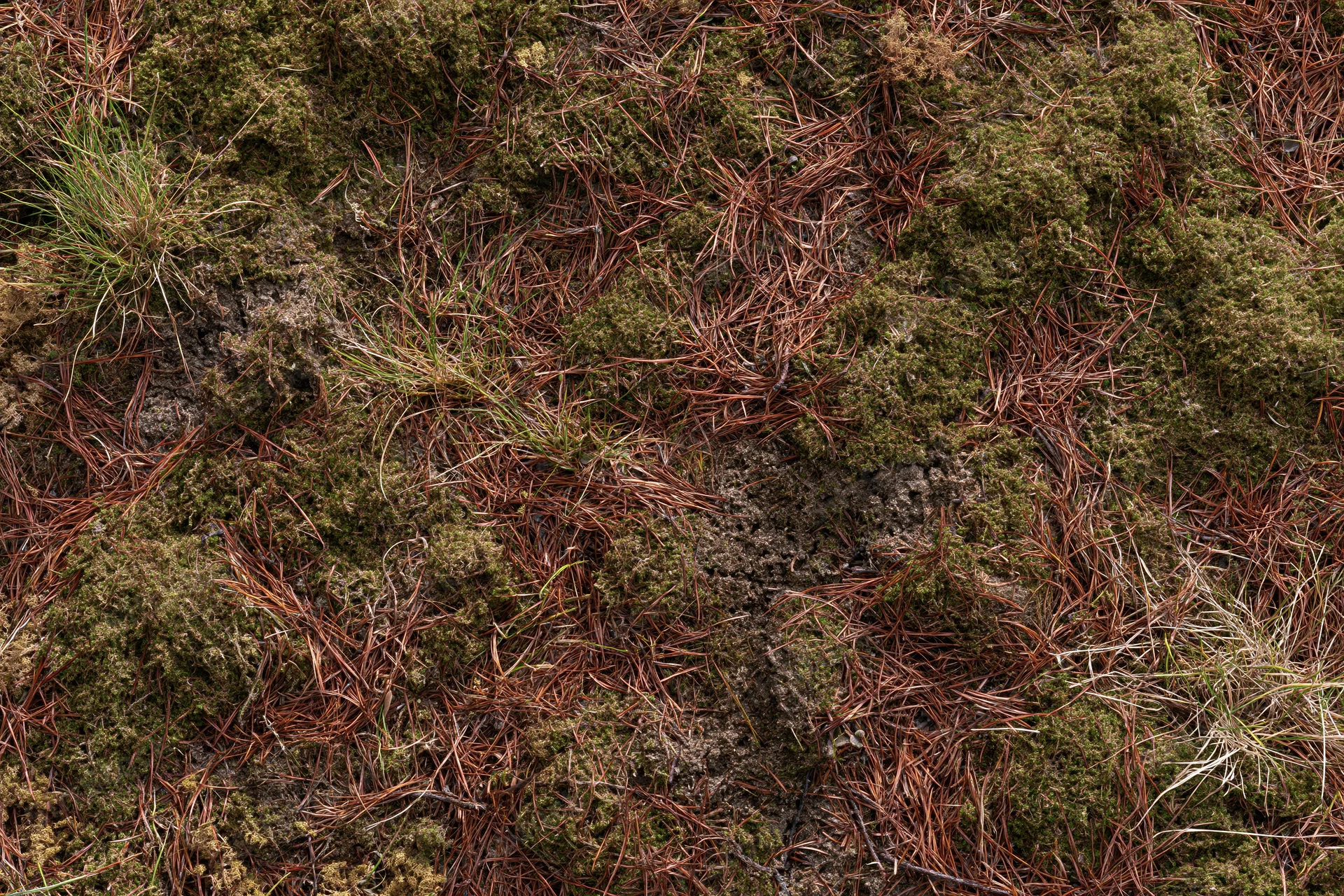 Dense moss and pine needles covering forest floor ground cover
