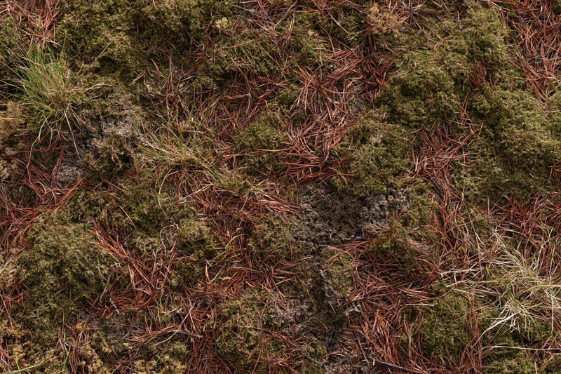 Dense moss and pine needles covering forest floor ground cover
