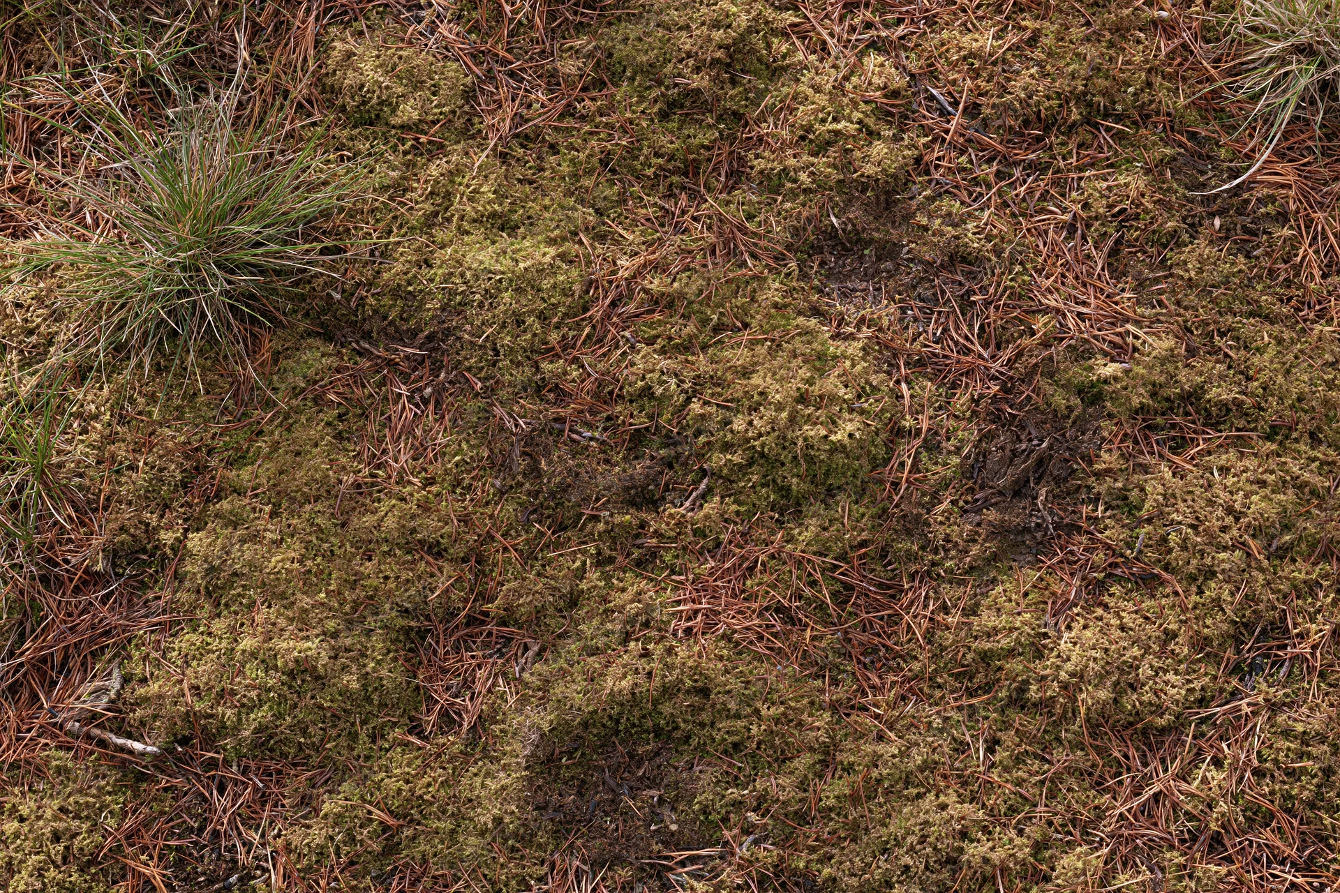 Dense moss and pine needles covering forest floor ground cover viewed from above