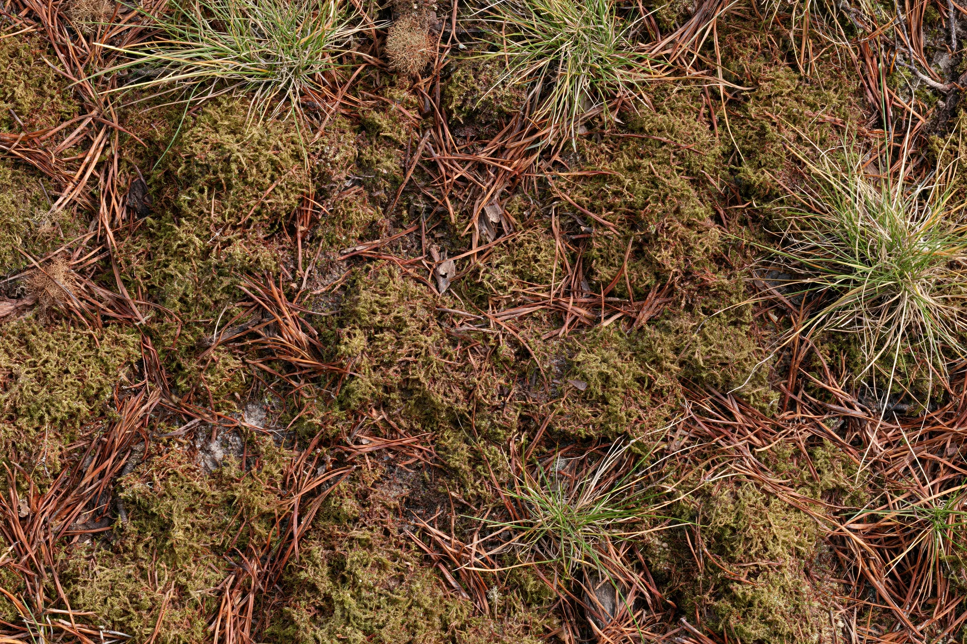 Moss and pine needles covering forest floor viewed from above