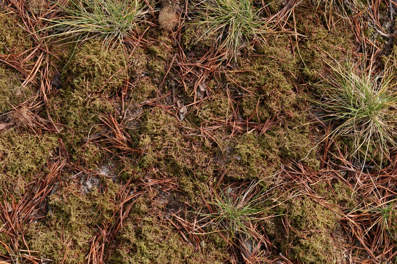 Moss and pine needles covering forest floor viewed from above