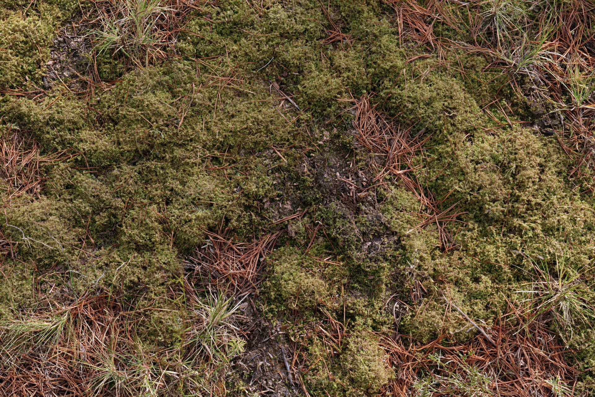 Dense moss and pine needles covering forest floor viewed from above