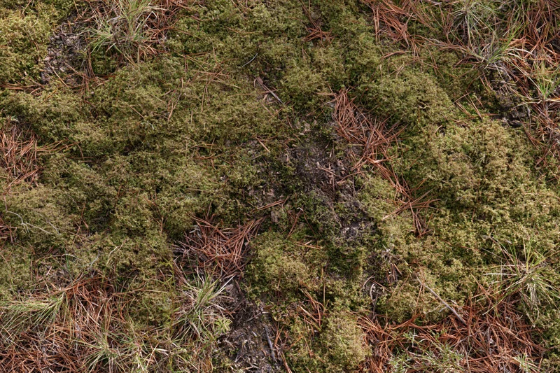 Dense moss and pine needles covering forest floor viewed from above