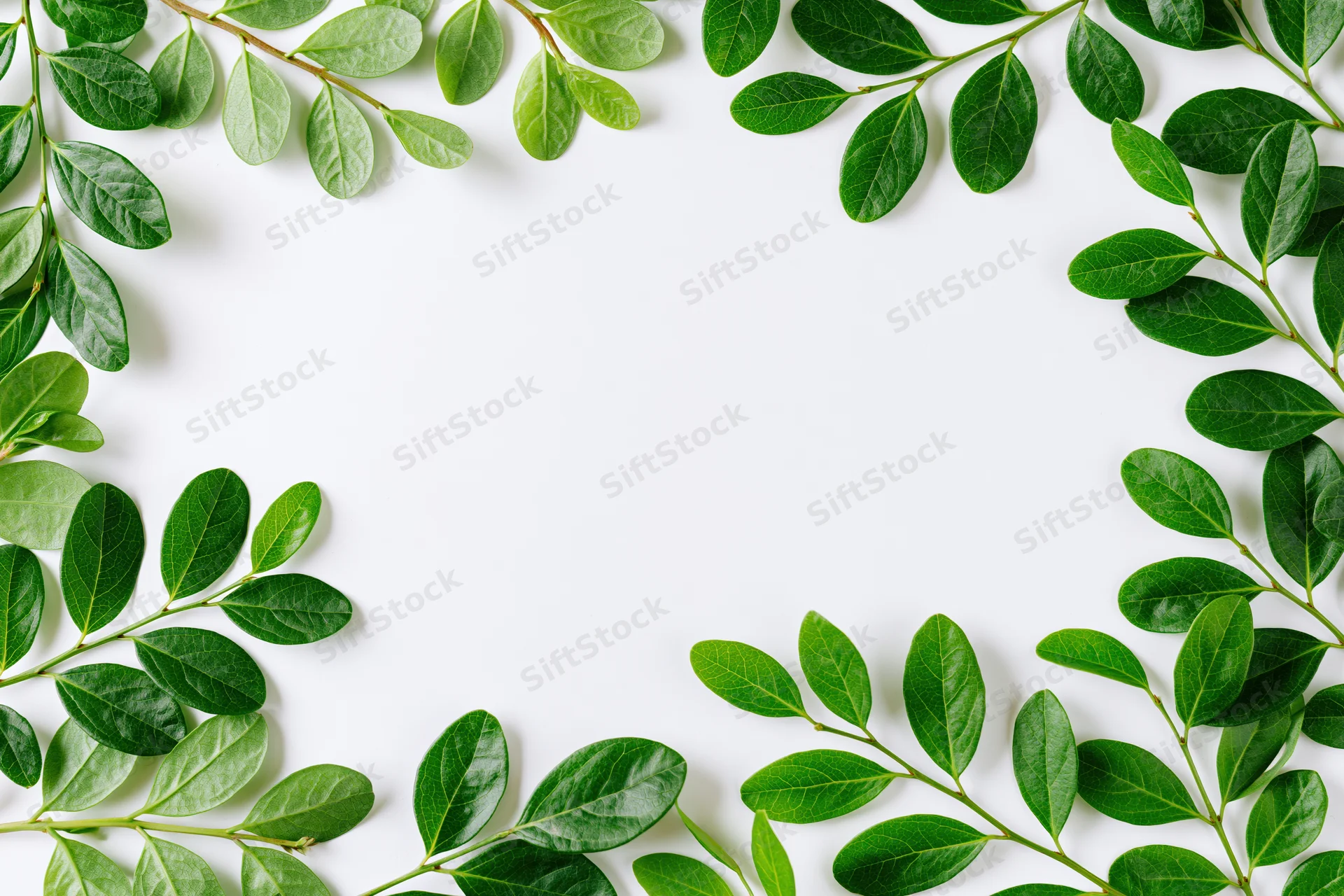 Green leafy branches arranged as a border frame around a white background with copyspace