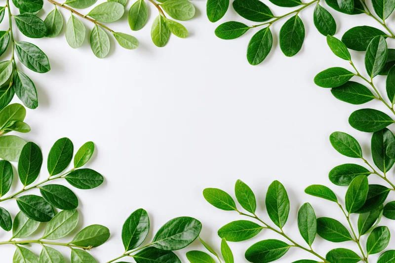 Green leafy branches arranged as a border frame around a white background with copyspace